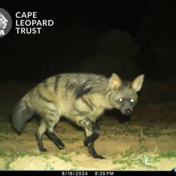 Aardwolf